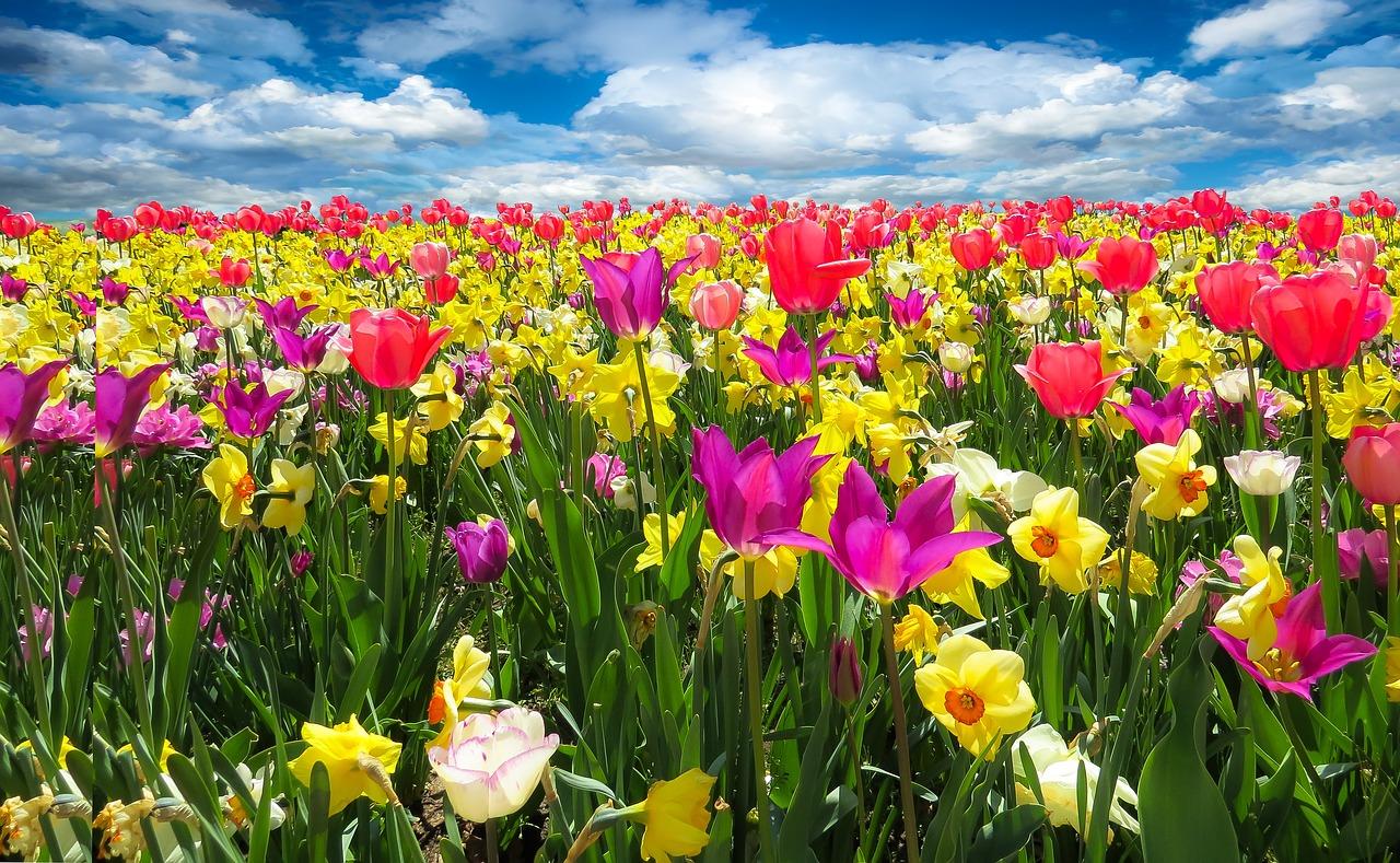 The Ultimate Guide to Spring's Most Spectacular Blooms Around the World