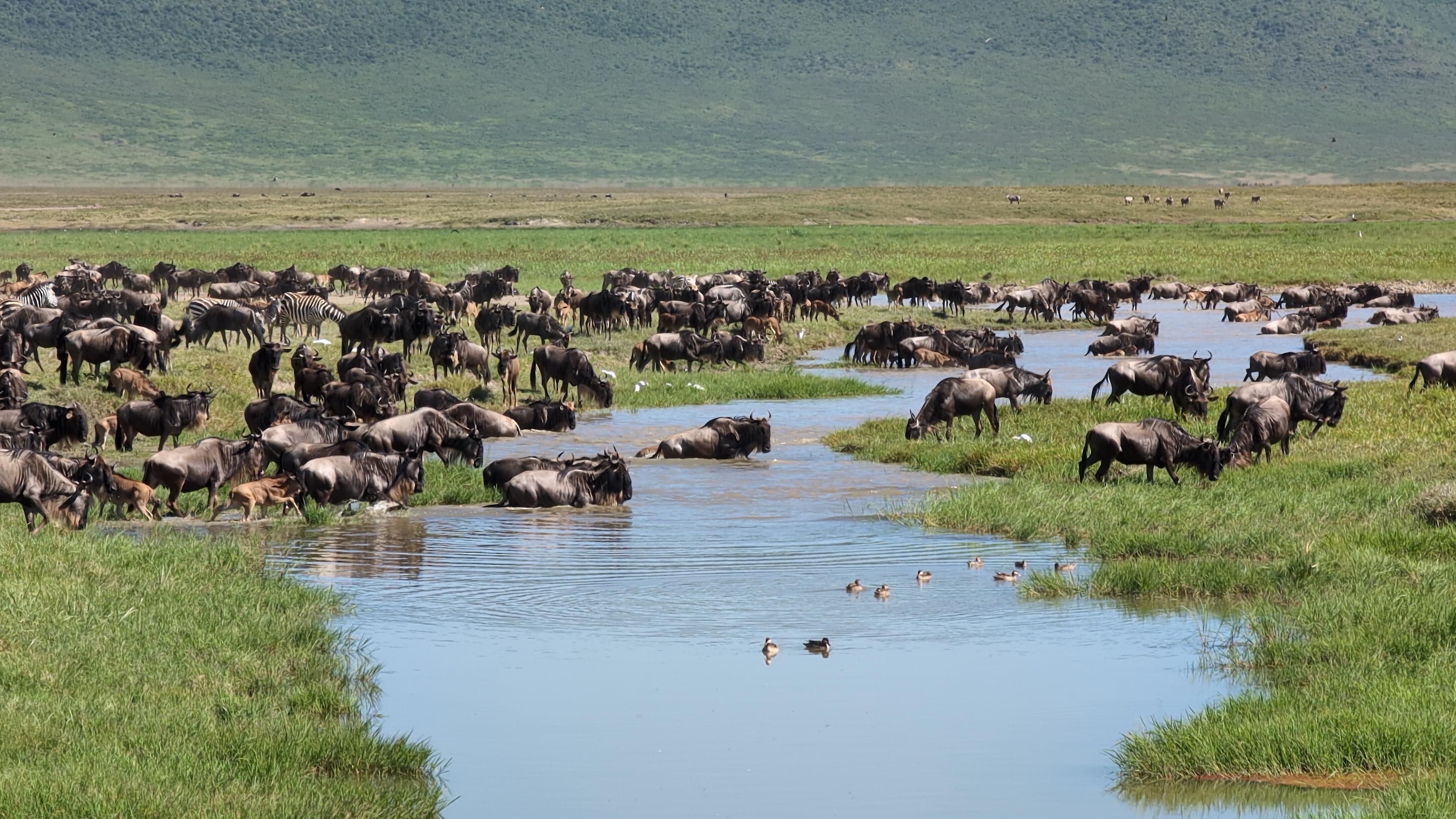 Staying Connected on Safari with a GigSky eSIM