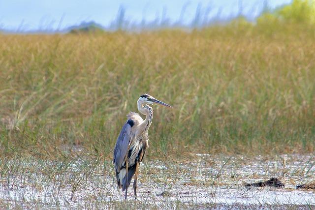 Top 10 Birdwatching Spots in the USA