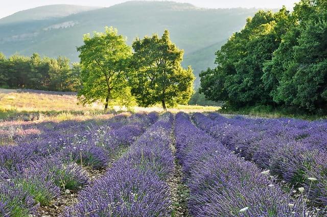 Provence