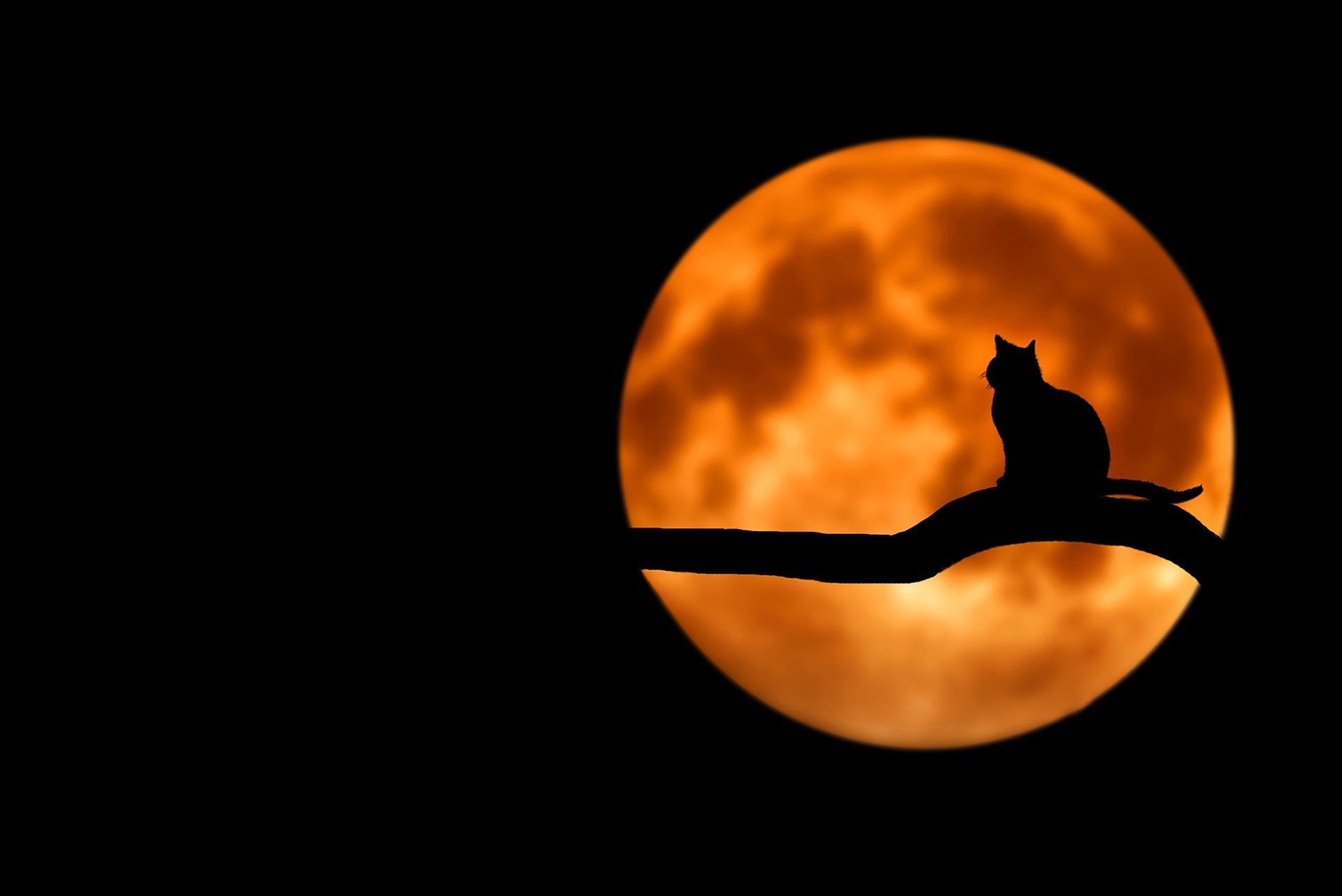 Halloween Celebrations Around the World: Europe, South America & North America